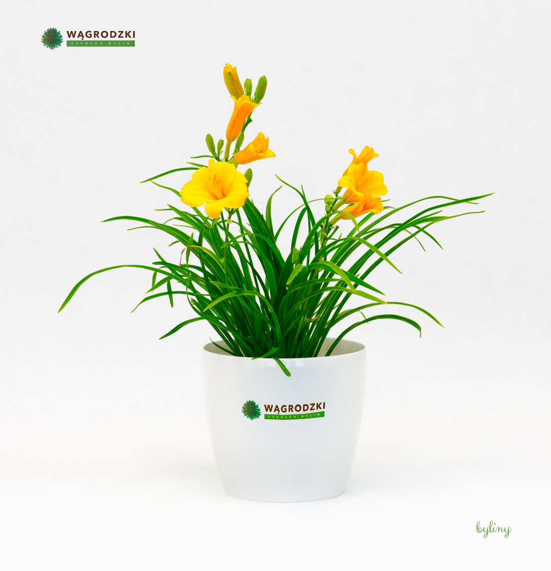 Producent bylin - Wągrodzki
