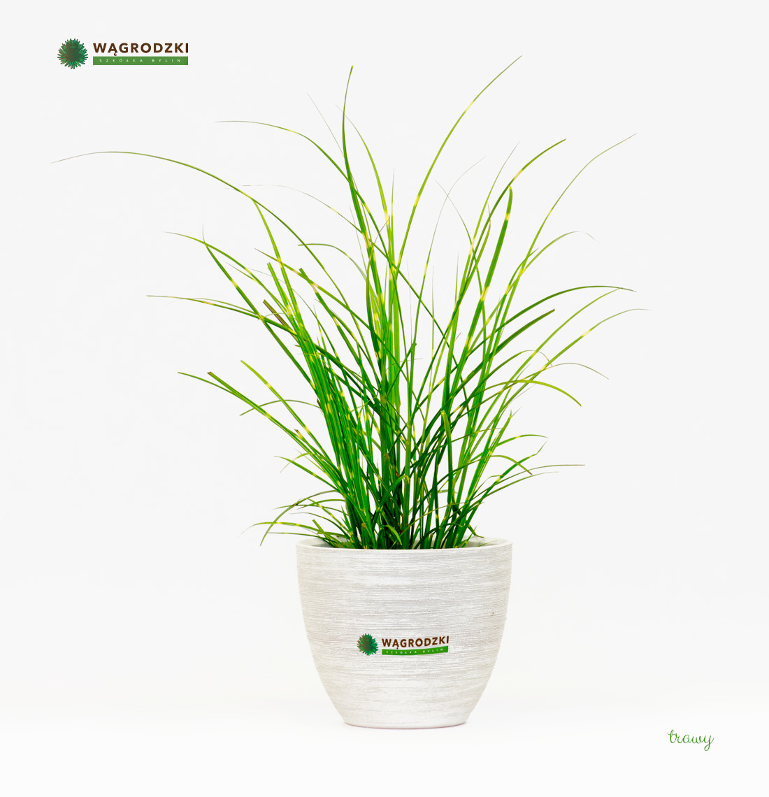 Producent bylin - Wągrodzki